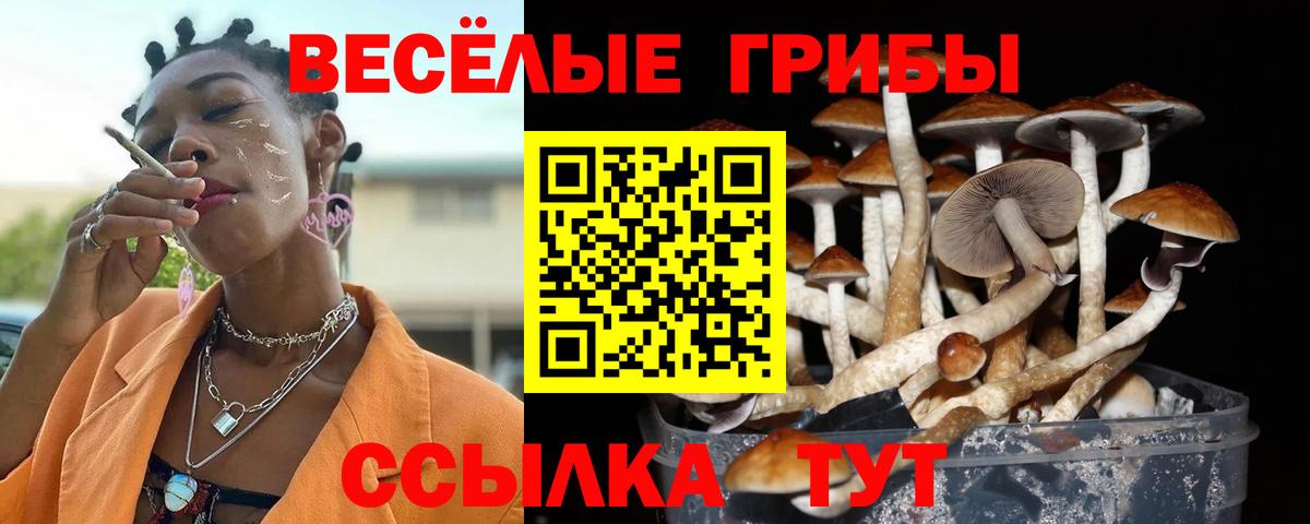 Галлюциногенные грибы Psilocybe Сокол